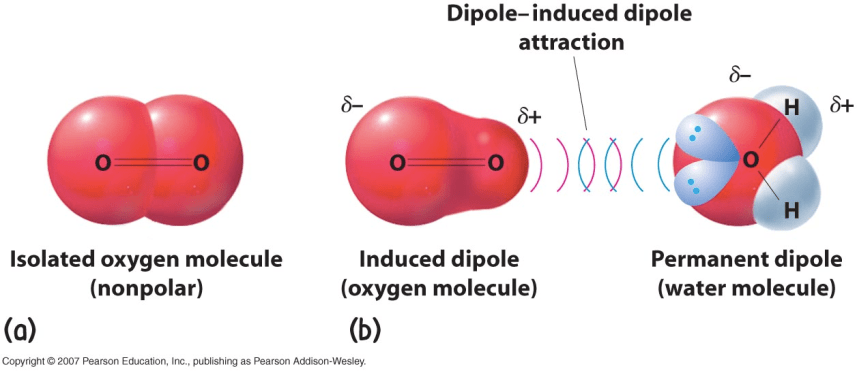 Dipole- induced dipole attraction Isolated oxygen molecule
(nonpolar) (a) Induced dipole (oxygen molecule) (b) Permanent dipole
(water molecule) Copyright C' 2007 Pearson Ech»cation. Ire. publishing
as Pearson Addison-WesJey. 