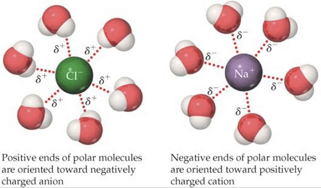 Positive ends of polar molecules are oriented toward negatively
 charged anion Negative ends of polar molecules are oriented toward
 positively charged cation 