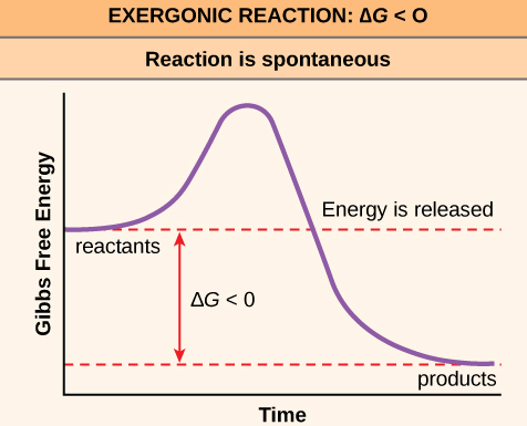 U. EXERGONIC REACTION: AG < O Reaction is spontaneous Energy is
 released reactants products Time 