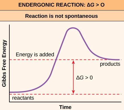 8 ENDERGONIC REACTION: AG > O Reaction is not spontaneous Energy is
 added products AG>O reactants Time 